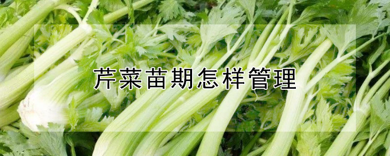 芹菜苗期怎樣管理