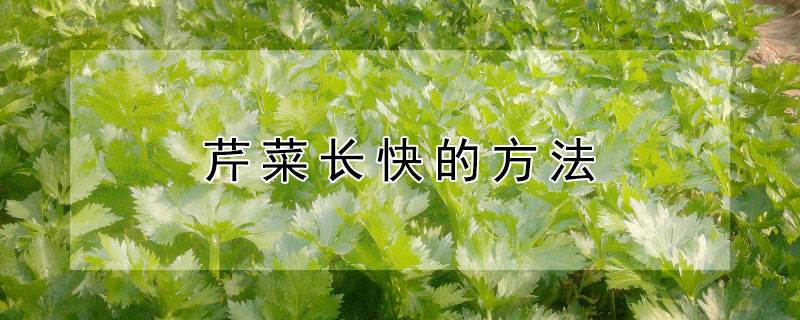 芹菜長(zhǎng)快的方法