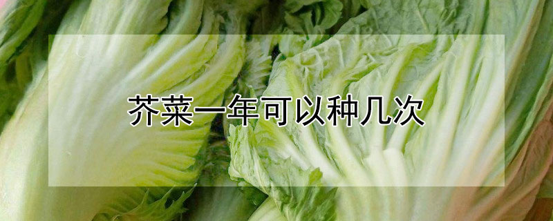 芥菜一年可以種幾次