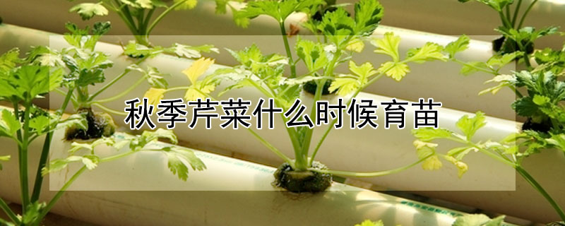 秋季芹菜什么時(shí)候育苗