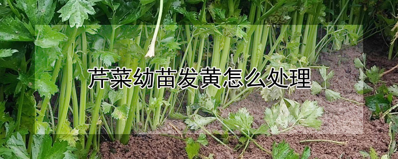 芹菜幼苗發黃怎么處理