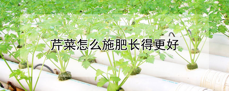 芹菜怎么施肥長得更好