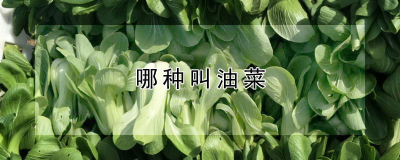 哪種叫油菜