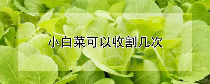 小白菜可以收割幾次