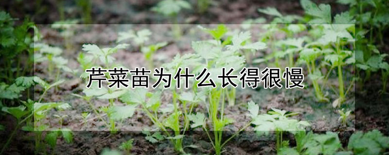 芹菜苗為什么長得很慢