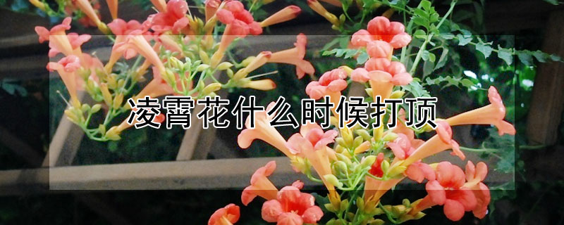 凌霄花什么時候打頂