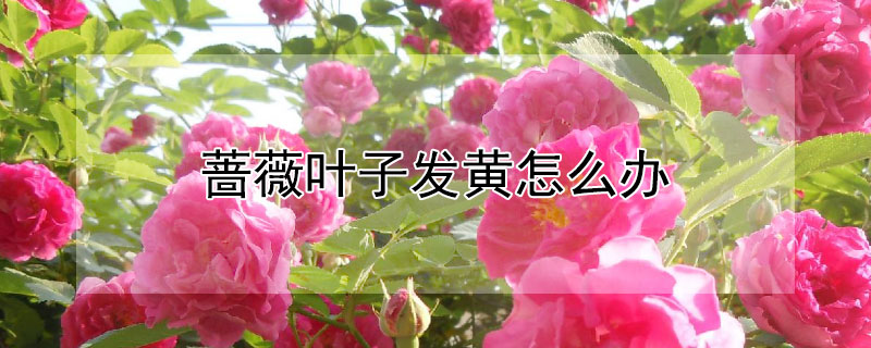 薔薇葉子發(fā)黃怎么辦