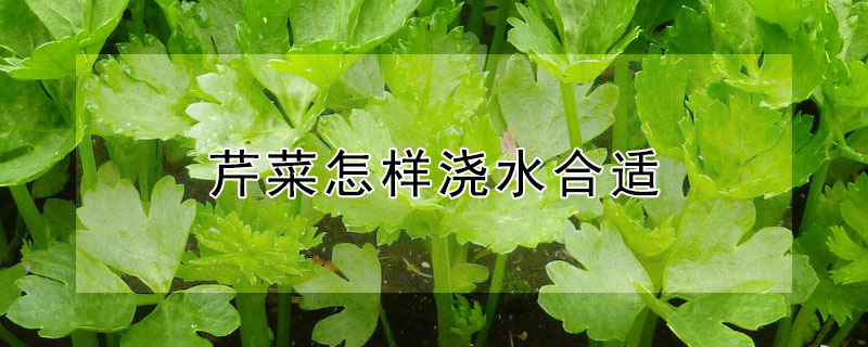 芹菜怎樣澆水合適