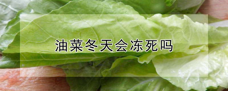 油菜冬天會(huì)凍死嗎