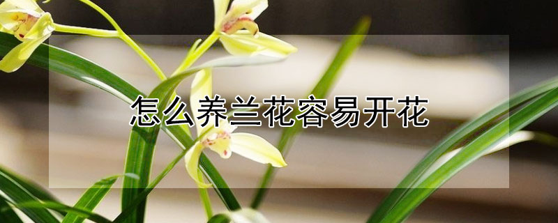 怎么養蘭花容易開花