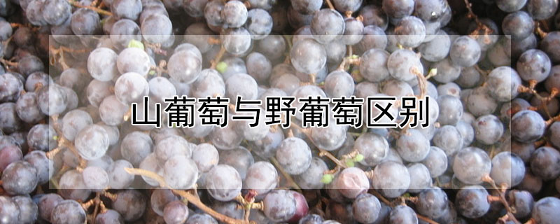 山葡萄與野葡萄區別