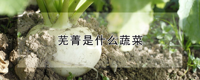 蕪菁是什么蔬菜