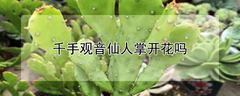 千手觀音仙人掌開花嗎