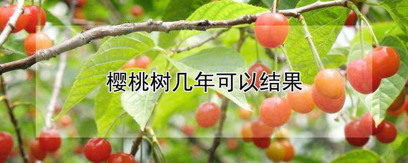 櫻桃樹(shù)幾年可以結(jié)果