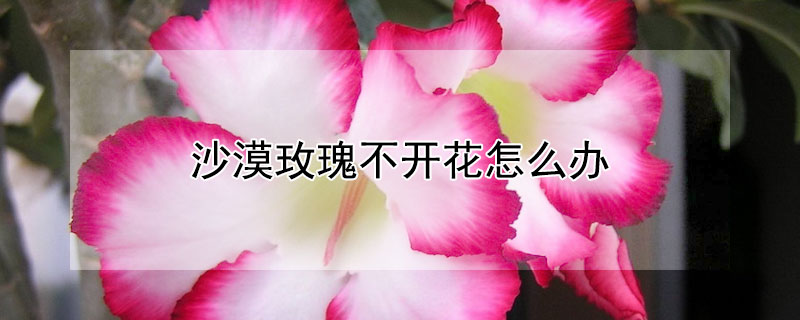 沙漠玫瑰不開花怎么辦