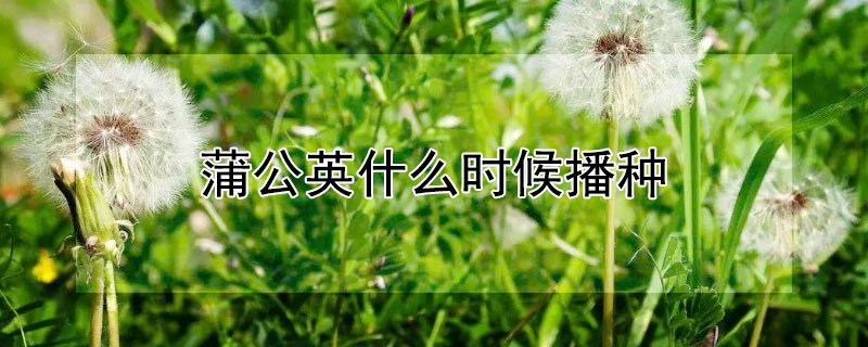 蒲公英什么時候播種