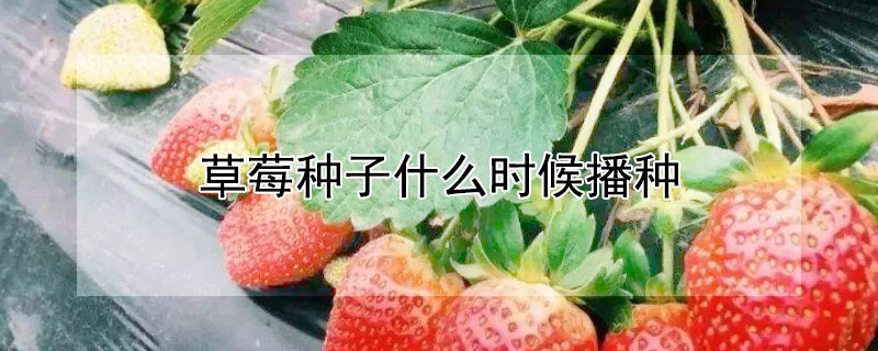 草莓種子什么時候播種