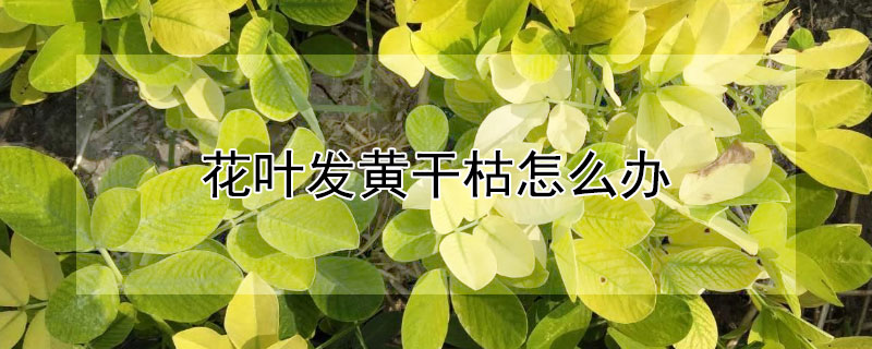 花葉發黃干枯怎么辦