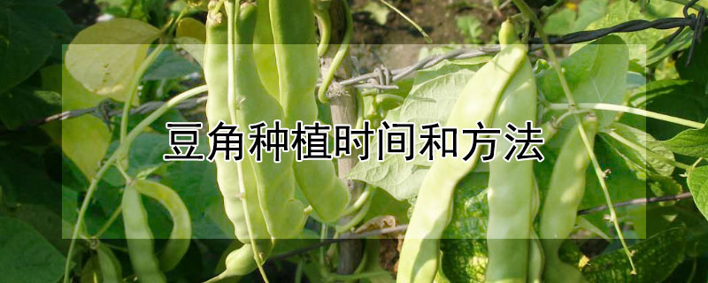 豆角種植時間和方法