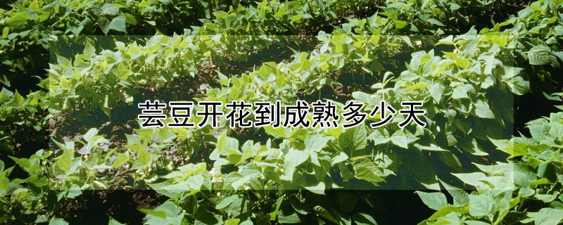 蕓豆開花到成熟多少天