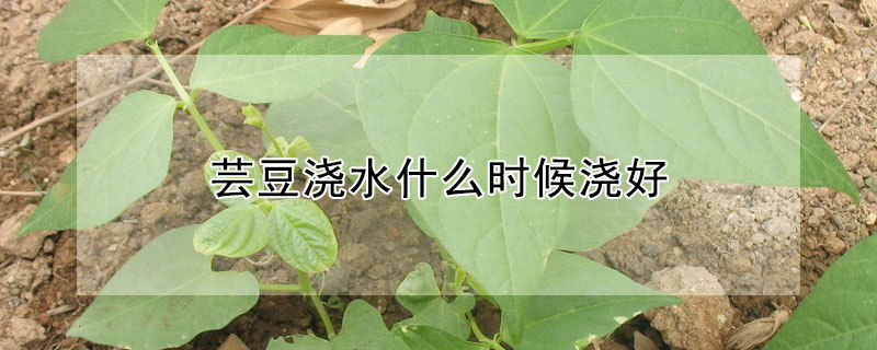 蕓豆澆水什么時候澆好