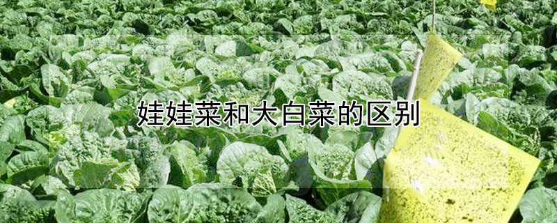 娃娃菜和大白菜的區(qū)別