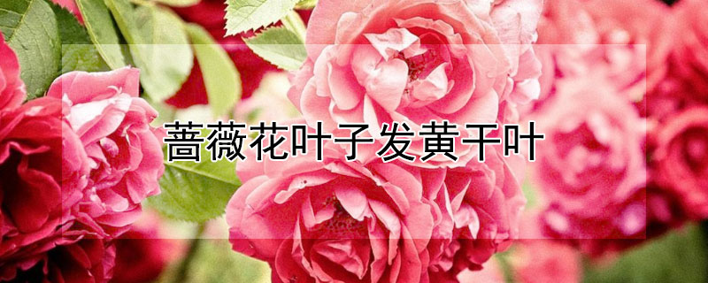 薔薇花葉子發黃干葉