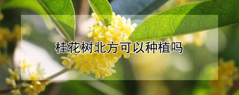 桂花樹(shù)北方可以種植嗎