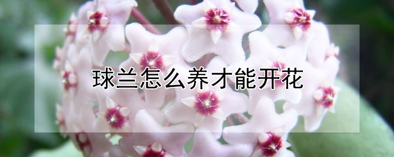 球蘭怎么養才能開花