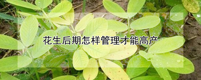 花生后期怎樣管理才能高產