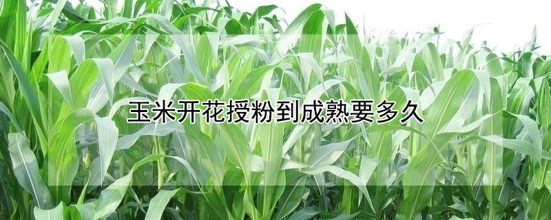 玉米開花授粉到成熟要多久