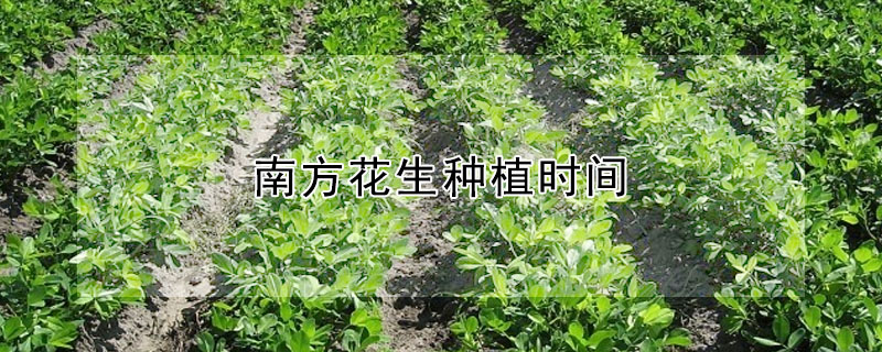 南方花生種植時間