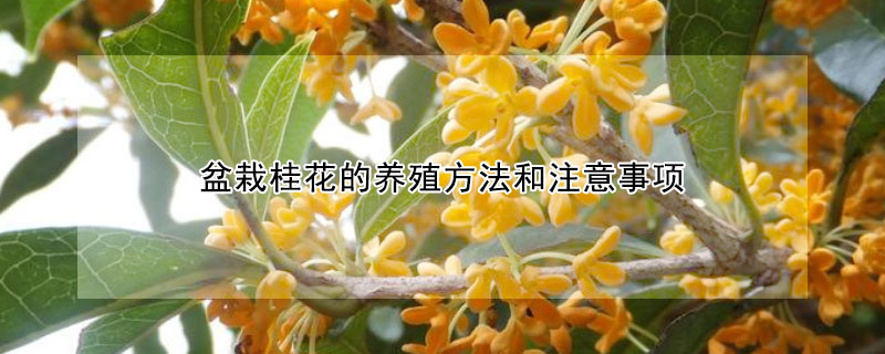 盆栽桂花的養殖方法和注意事項