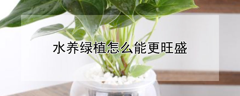 水養綠植怎么能更旺盛