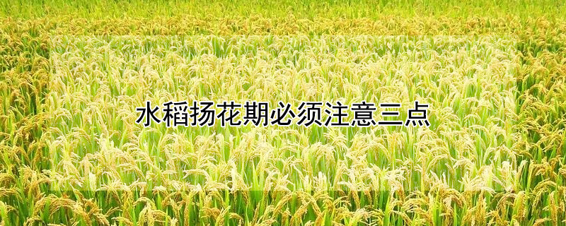 水稻揚(yáng)花期必須注意三點(diǎn)