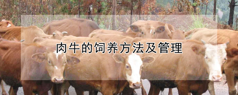 肉牛的飼養方法及管理