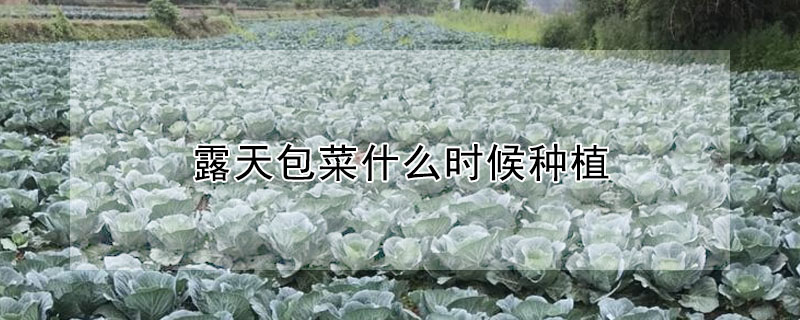 露天包菜什么時候種植