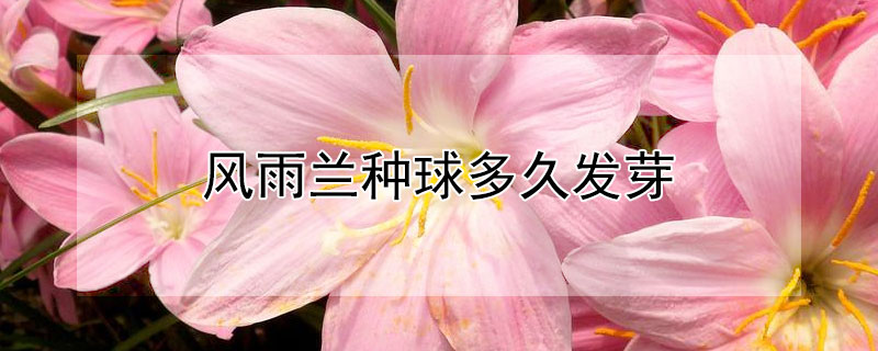 風雨蘭種球多久發芽