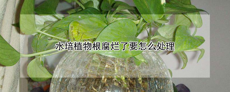 水培植物根腐爛了要怎么處理