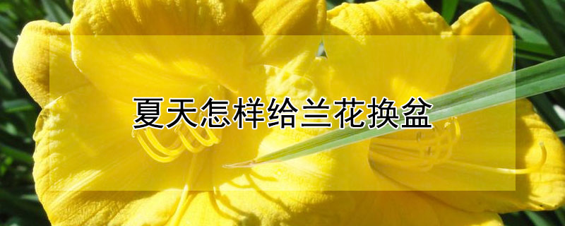 夏天怎樣給蘭花換盆