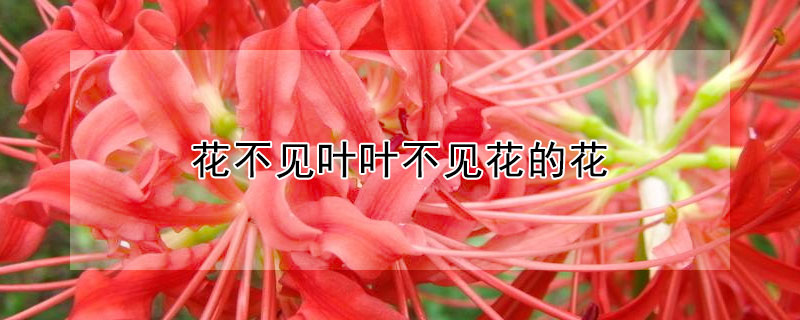 花不見(jiàn)葉葉不見(jiàn)花的花