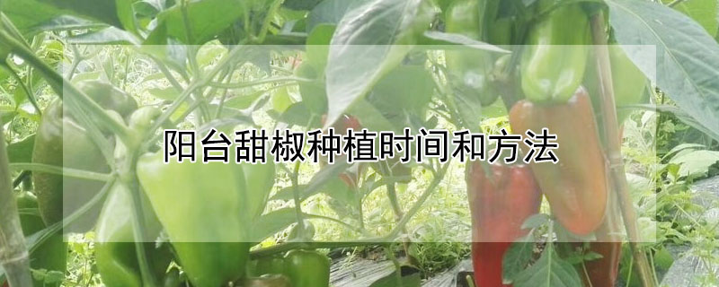 陽臺甜椒種植時間和方法