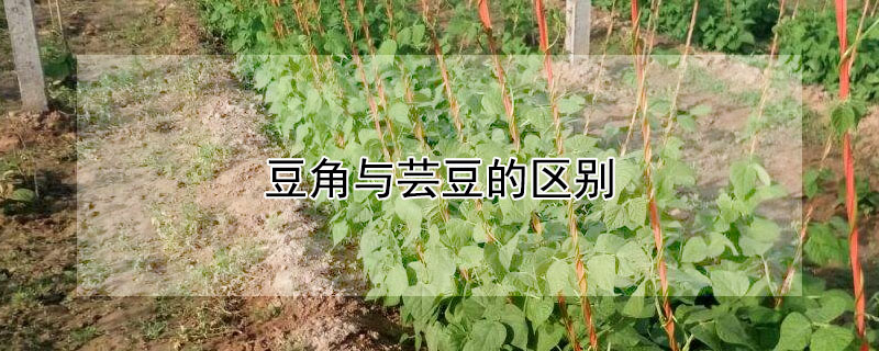 豆角與蕓豆的區別