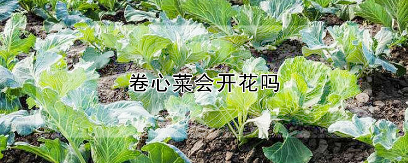 卷心菜會開花嗎