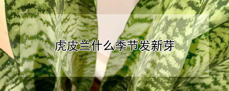 虎皮蘭什么季節(jié)發(fā)新芽