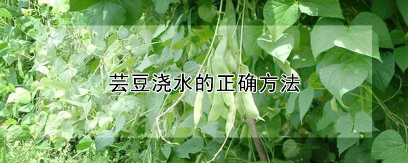 蕓豆?jié)菜恼_方法