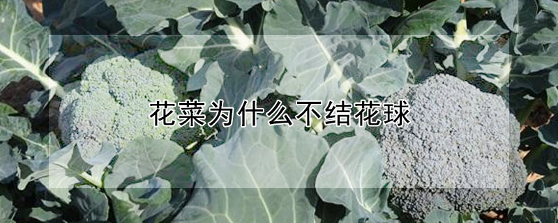 花菜為什么不結(jié)花球