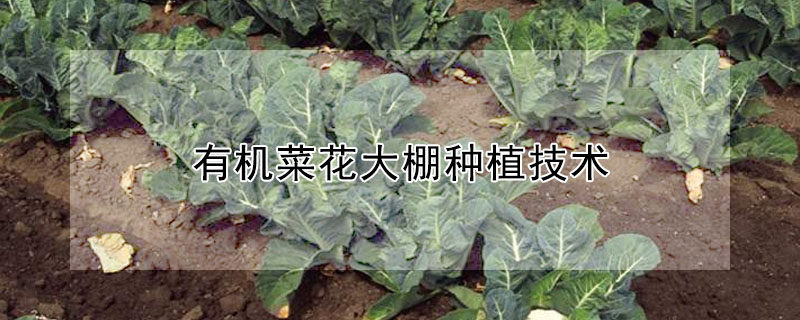 有機菜花大棚種植技術(shù)