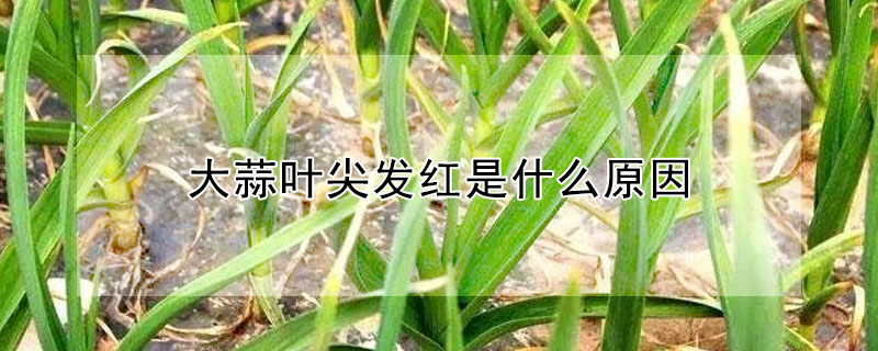 大蒜葉尖發(fā)紅是什么原因