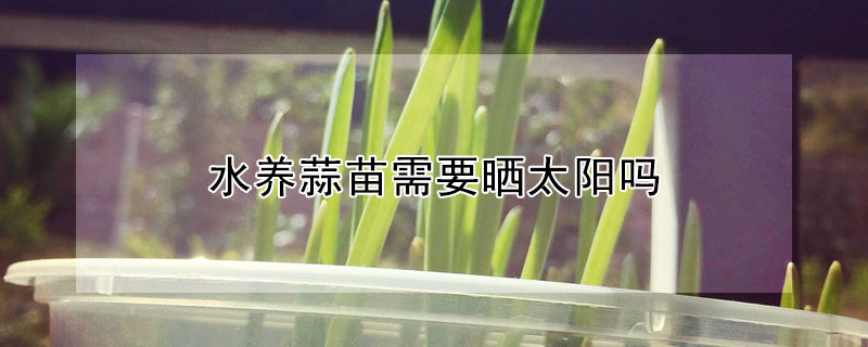 水養(yǎng)蒜苗需要曬太陽嗎